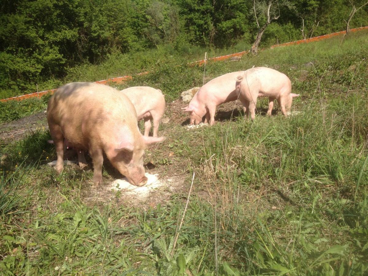 Willa Il Gelso Nero Castelnuovo di Farfa Zewnętrze zdjęcie